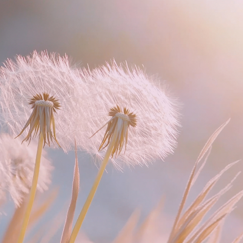 Sensitive & Gentle