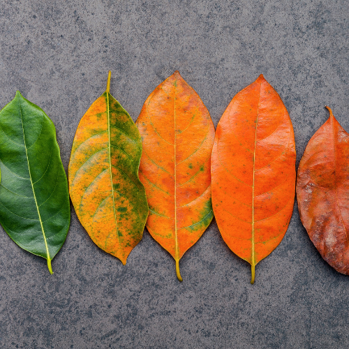Anti-Aging & Firming