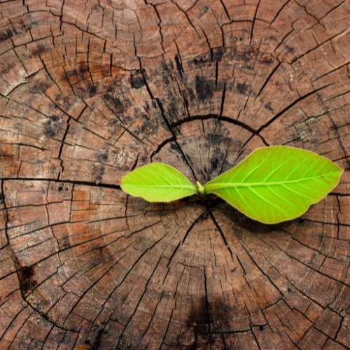 Restorative & Protection