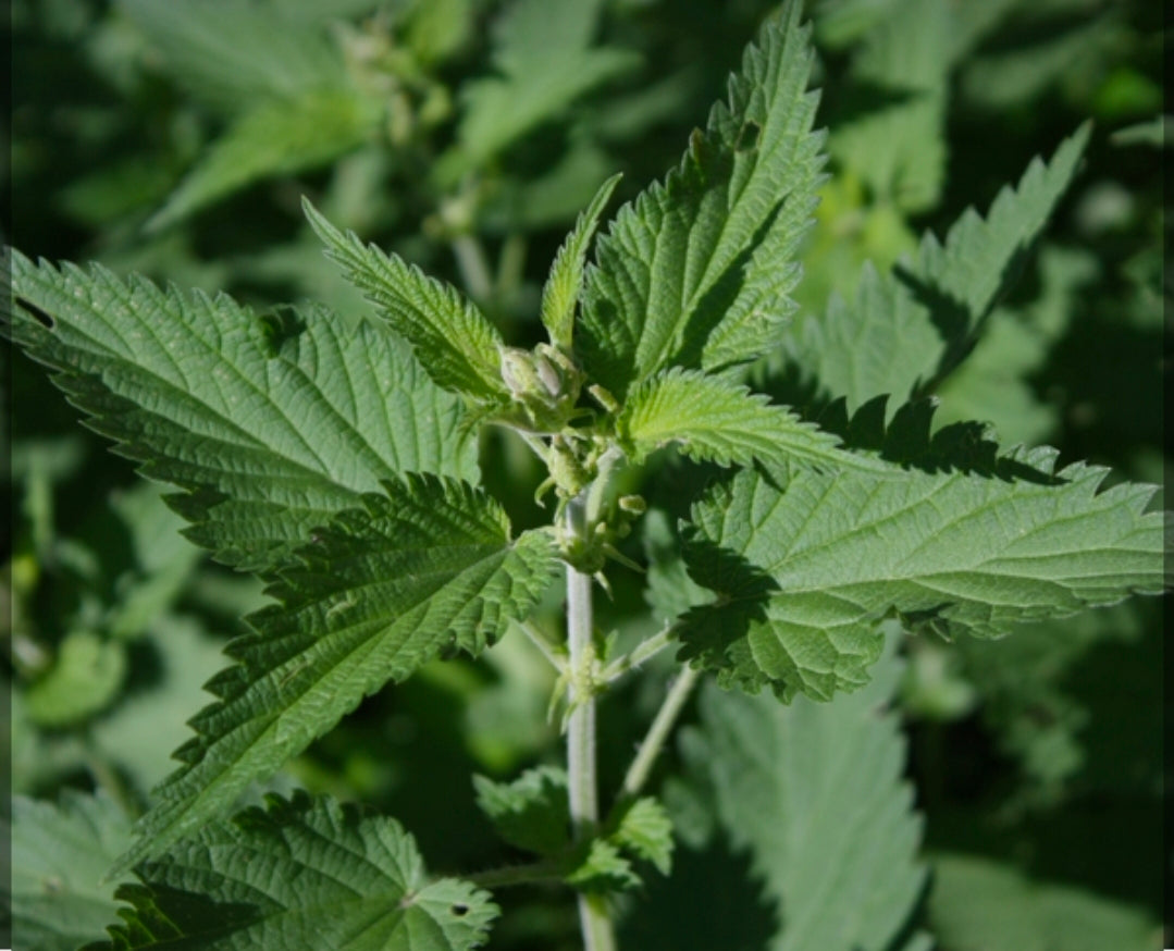 The Benefits of Stinging Nettle for Skin