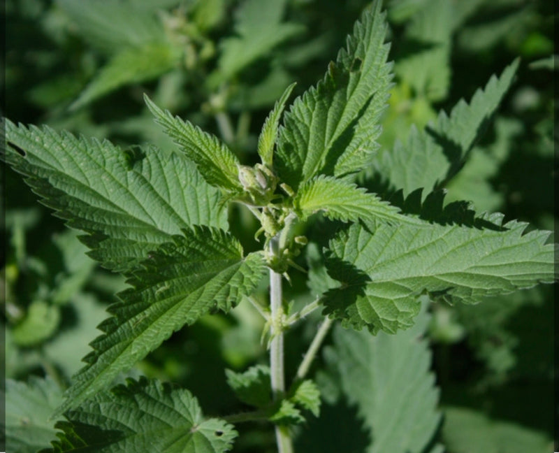 The Benefits of Stinging Nettle for Skin